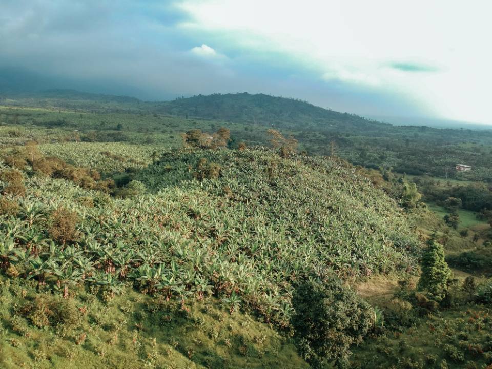 Plantaciones Terrafrutta