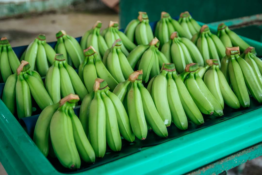 Baby Bananas 7kg