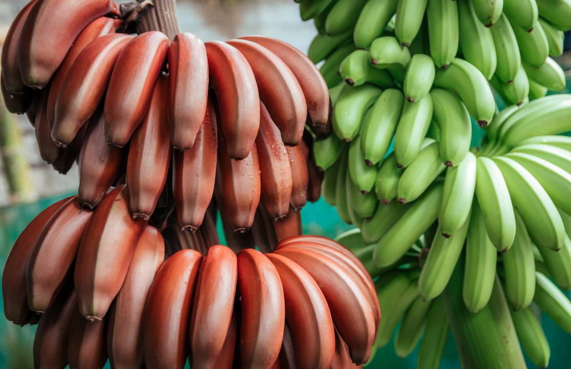Red Bananas Manos